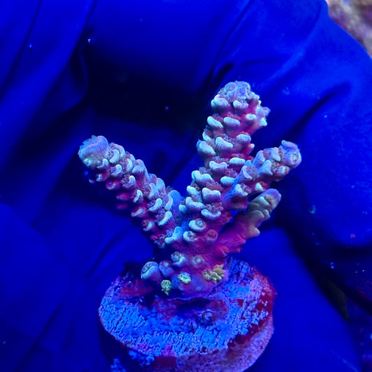 G2-D04-M12 || KFC Indo Tenuis SPS Frag WYSIWYG