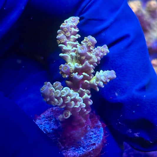 G2-D05-M12 || KFC Indo Tenuis SPS Frag WYSIWYG