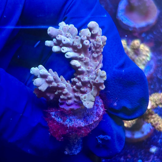 G2-D06-M12 || KFC Indo Tenuis SPS Frag WYSIWYG