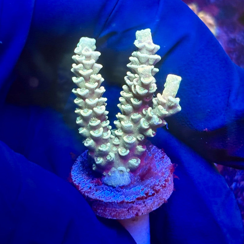 G2-D07-M12 || KFC Indo Tenuis SPS Frag WYSIWYG