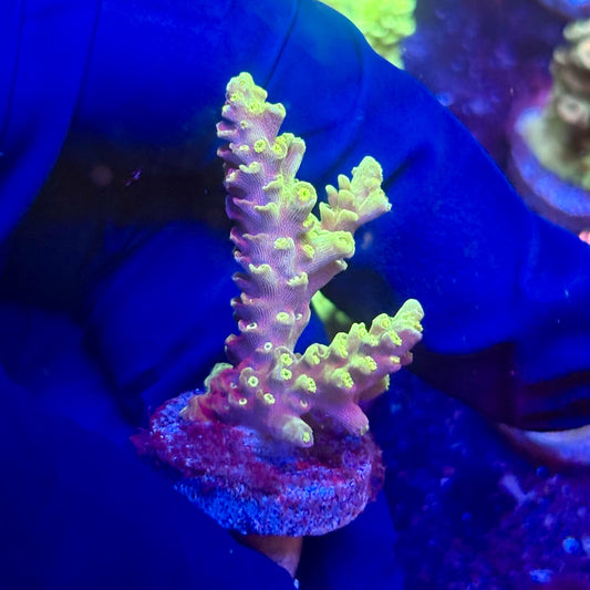 G2-E02-M12 || KFC Indo Tenuis SPS Frag WYSIWYG