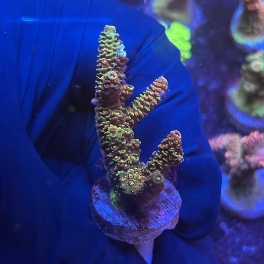 G2-E03-M12 || KFC Indo Millepora SPS Frag WYSIWYG