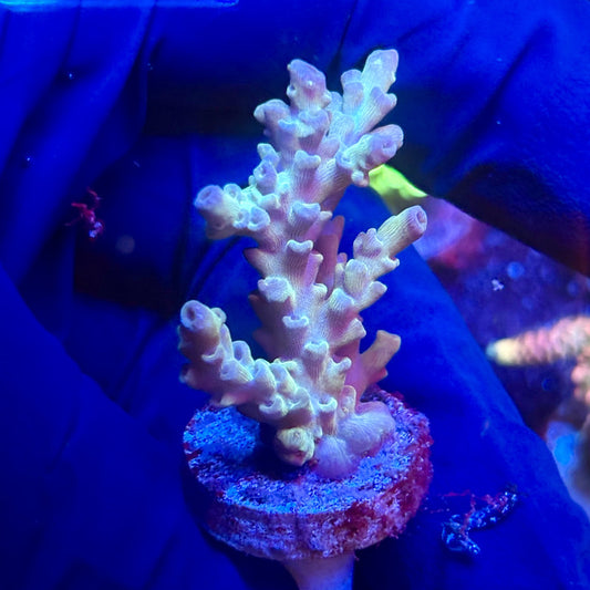 G2-E04-M12 || KFC Indo Tenuis SPS Frag WYSIWYG