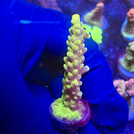 G2-E05-M12 || KFC Indo Smooth Skin SPS Frag WYSIWYG