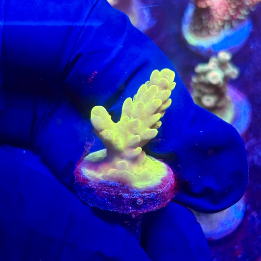 G2-E06-M12 || KFC Indo Smooth Skin SPS Frag WYSIWYG