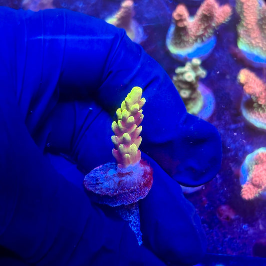 G2-E07-M12 || KFC Indo Smooth Skin SPS Frag WYSIWYG