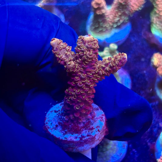 G2-F01-M12 || KFC Indo Millepora SPS Frag WYSIWYG
