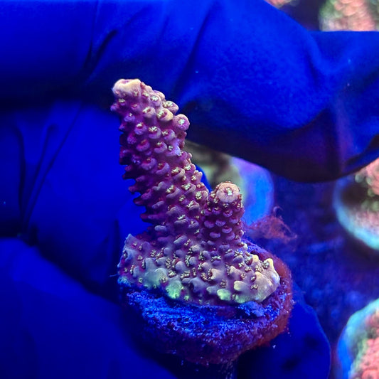 G2-F02-M12 || KFC Indo Millepora SPS Frag WYSIWYG
