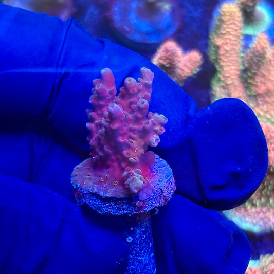 G2-F03-M12 || KFC Indo Tenuis SPS Frag WYSIWYG