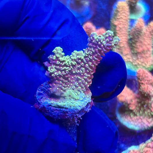 G2-F04-M12 || KFC Indo Millepora SPS Frag WYSIWYG