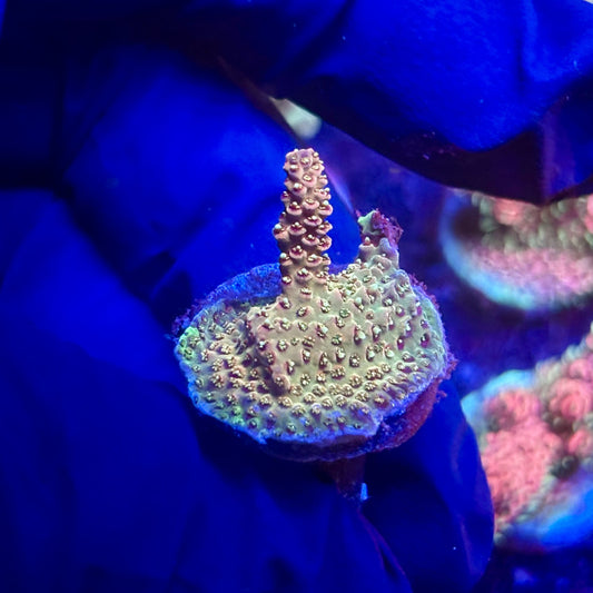 G2-F05-M12 || KFC Indo Millepora SPS Frag WYSIWYG