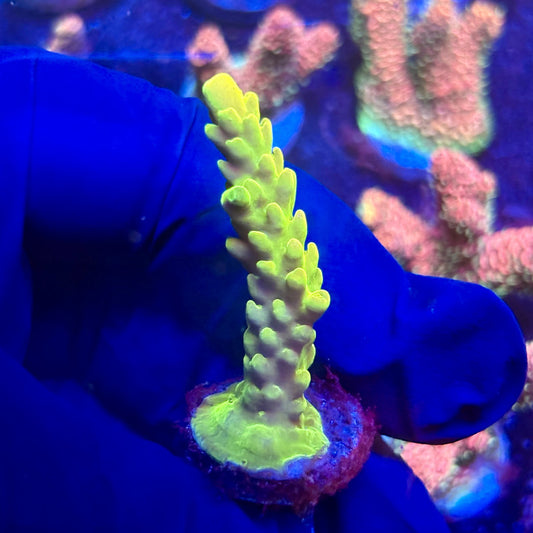 G2-F07-M12 || KFC Indo Smooth Skin SPS Frag WYSIWYG