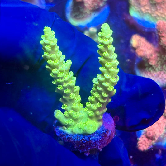 G2-G01-M12 || KFC Indo Tenuis SPS Frag WYSIWYG