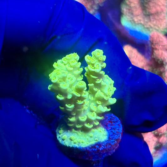 G2-G02-M12 || KFC Indo Tenuis SPS Frag WYSIWYG