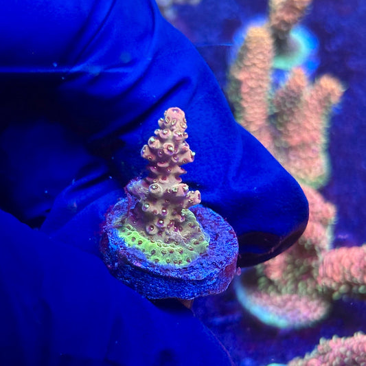 G2-G03-M12 || KFC Indo Millepora SPS Frag WYSIWYG