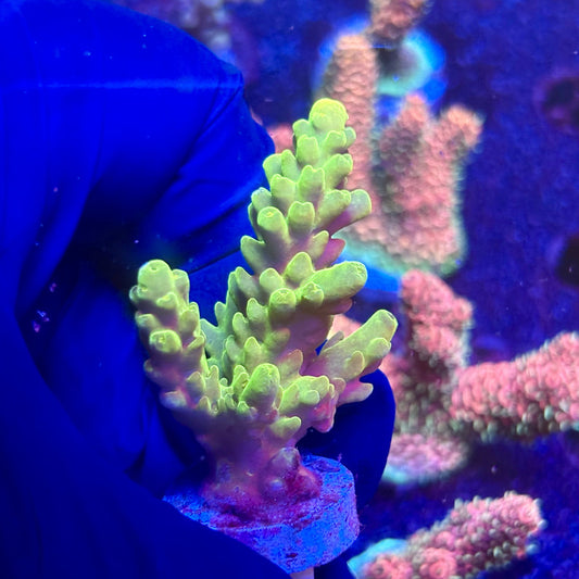 G2-G04-M12 || KFC Indo Smooth Skin SPS Frag WYSIWYG