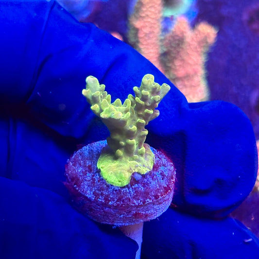 G2-G06-M12 || KFC Indo Tenuis SPS Frag WYSIWYG