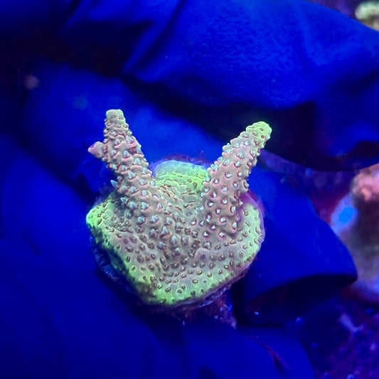 G2-G07-M12 || KFC Indo Millepora SPS Frag WYSIWYG