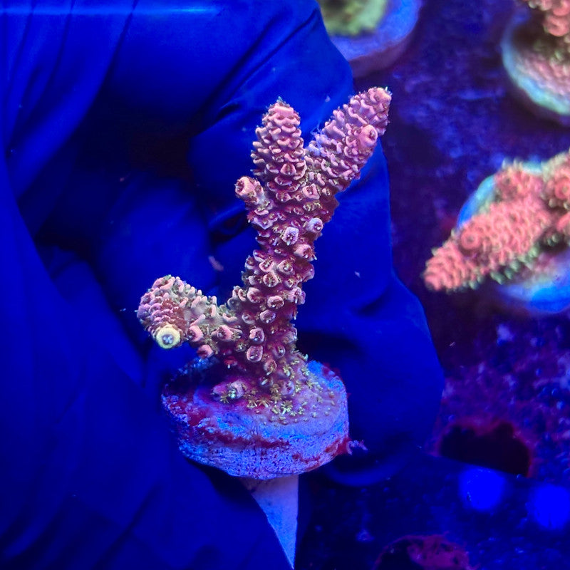 G2-H01-M12 || KFC Indo Millepora SPS Frag WYSIWYG