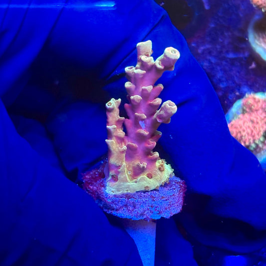 G2-H02-M12 || KFC Indo Tenuis SPS Frag WYSIWYG