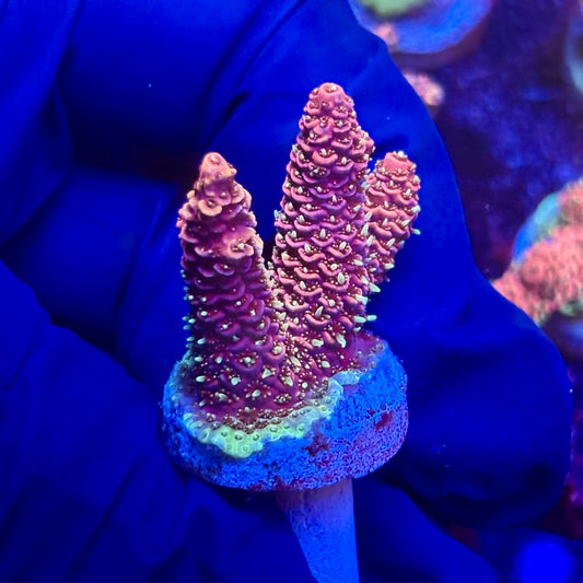 G2-H03-M12 || KFC Indo Millepora SPS Frag WYSIWYG