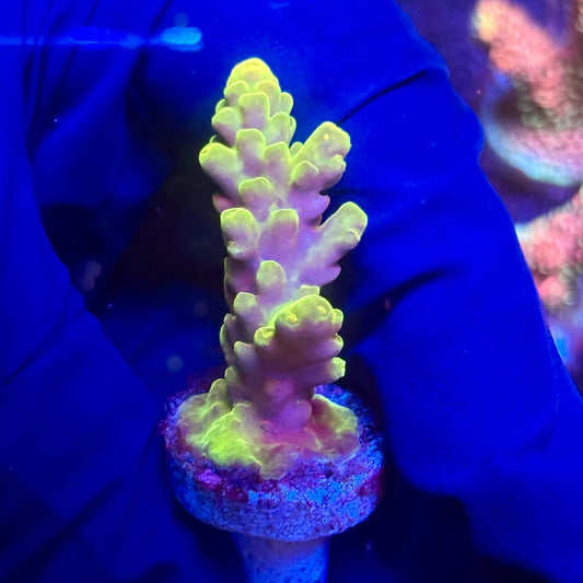 G2-H05-M12 || KFC Indo Smooth Skin SPS Frag WYSIWYG