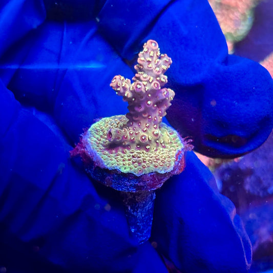 G2-H06-M12 || KFC Indo Millepora SPS Frag WYSIWYG