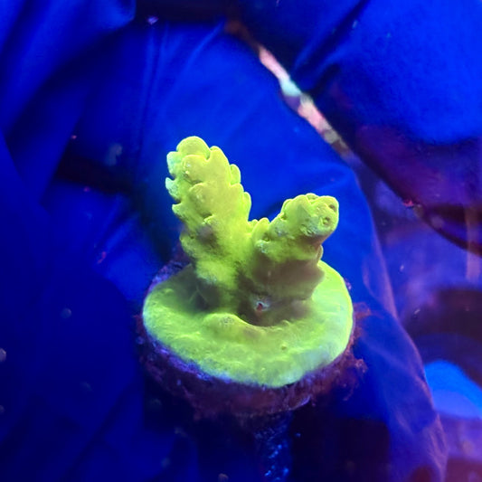 G2-H07-M12 || KFC Indo Smooth Skin SPS Frag WYSIWYG