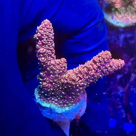 G2-I01-M12 || KFC Indo Millepora SPS Frag WYSIWYG