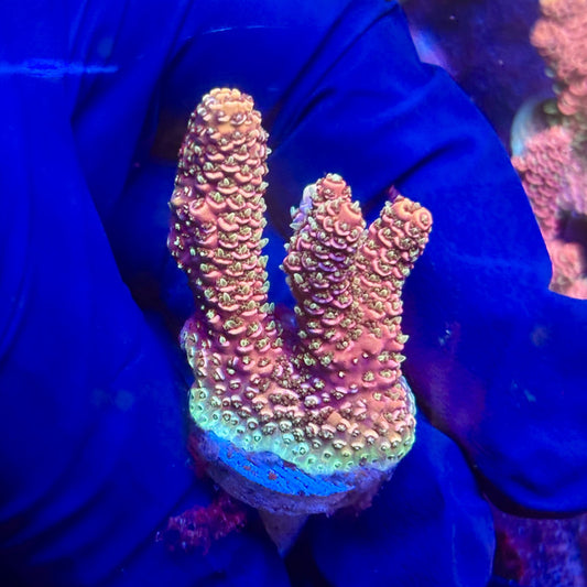 G2-I03-M12 || KFC Indo Millepora SPS Frag WYSIWYG