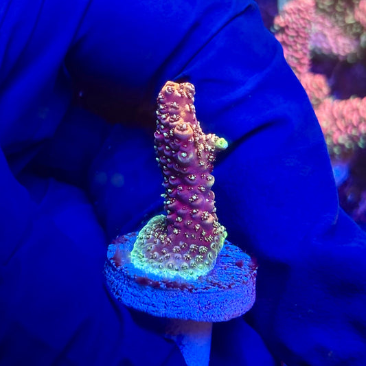 G2-I04-M12 || KFC Indo Millepora SPS Frag WYSIWYG