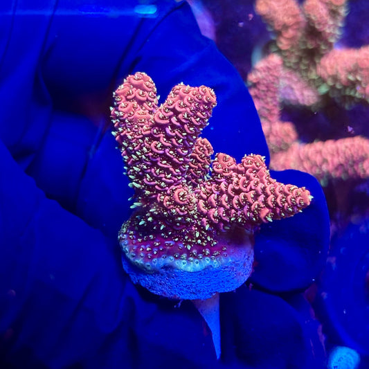 G2-I05-M12 || KFC Indo Millepora SPS Frag WYSIWYG