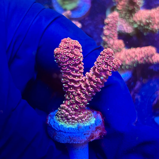 G2-I06-M12 || KFC Indo Millepora SPS Frag WYSIWYG