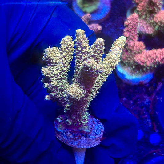 G2-I07-M12 || KFC Indo Millepora SPS Frag WYSIWYG