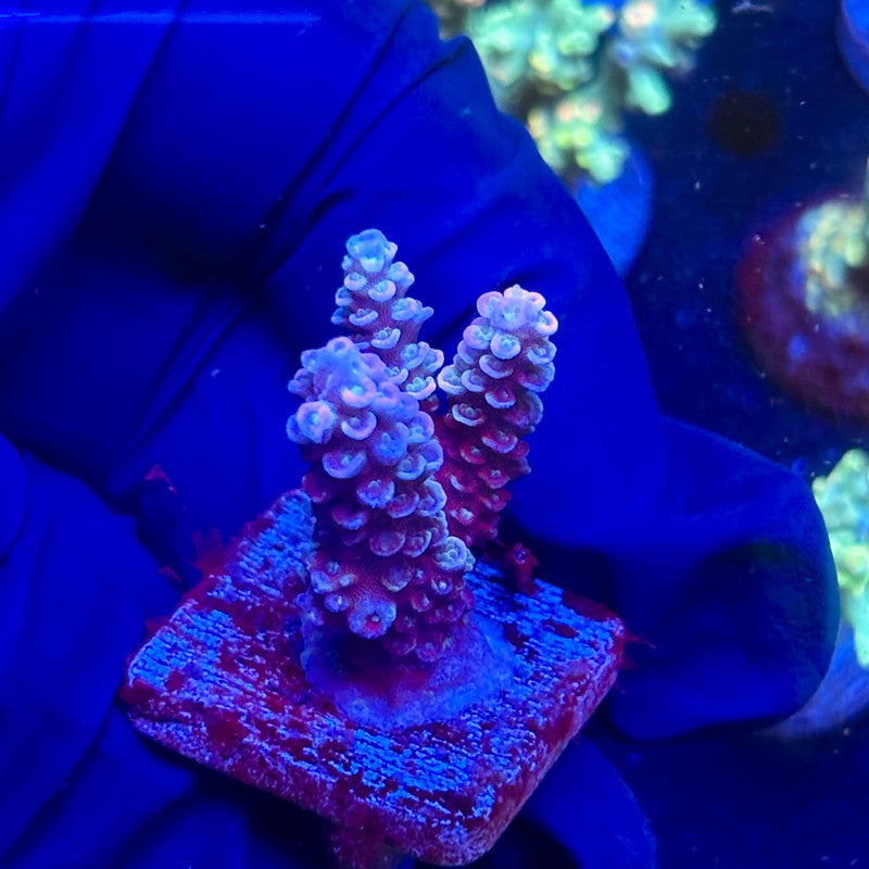 J5-A03-M12 || KFC Malaysian Millepora SPS Frag WYSIWYG