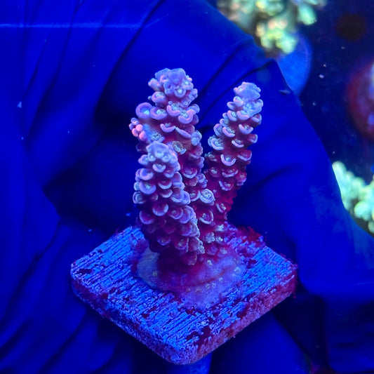 J5-A04-M12 || KFC Malaysian Millepora SPS Frag WYSIWYG