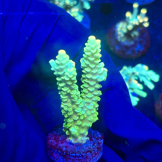 J5-A05-M12 || KFC Malaysian Millepora SPS Frag WYSIWYG