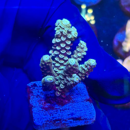 J5-A06-M12 || KFC Malaysian Millepora SPS Frag WYSIWYG