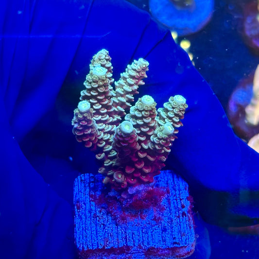 J5-A07-M12 || KFC Malaysian Millepora SPS Frag WYSIWYG