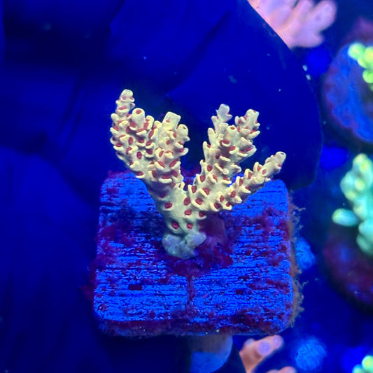 J5-B01-M12 || KFC Malaysian Millepora SPS Frag WYSIWYG