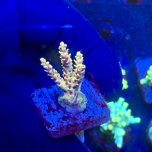 J5-B02-M12 || KFC Malaysian Millepora SPS Frag WYSIWYG