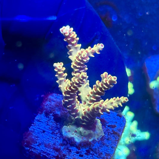 J5-B03-M12 || KFC Malaysian Millepora SPS Frag WYSIWYG