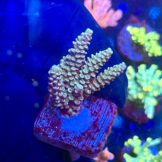 J5-B04-M12 || KFC Malaysian Millepora SPS Frag WYSIWYG