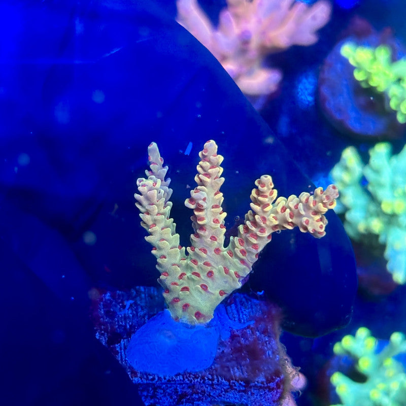J5-B05-M12 || KFC Malaysian Millepora SPS Frag WYSIWYG