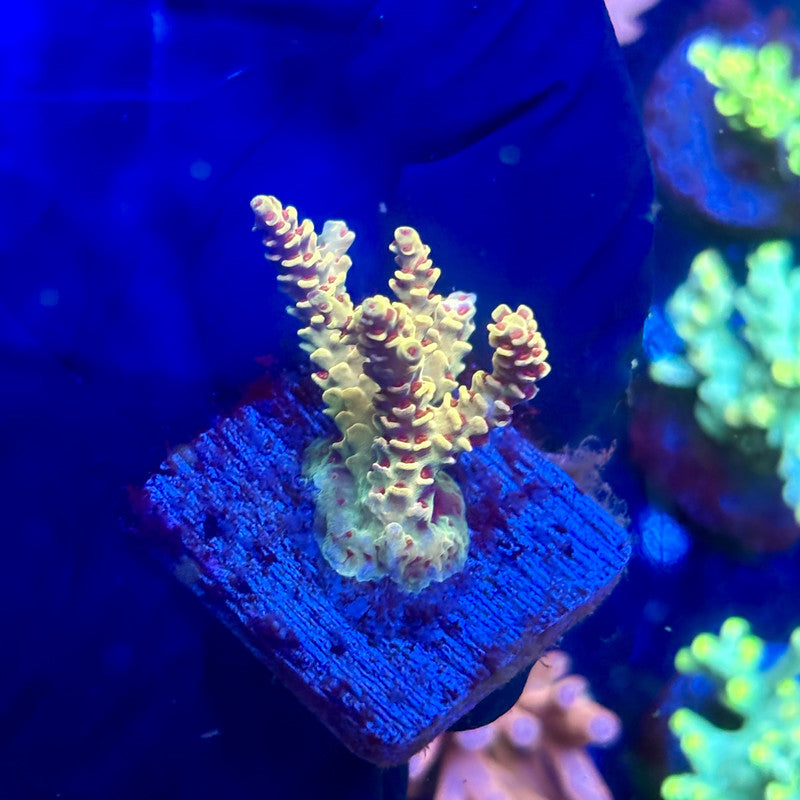 J5-B06-M12 || KFC Malaysian Millepora SPS Frag WYSIWYG