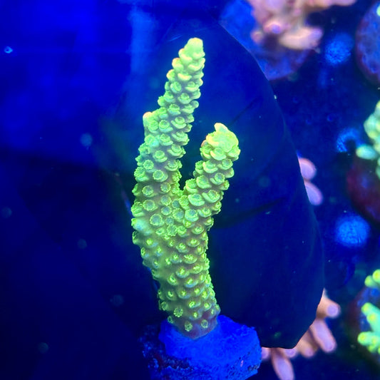 J5-B07-M12 || KFC Malaysian Millepora SPS Frag WYSIWYG
