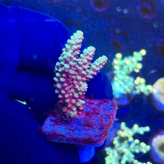 J5-C01-M12 || KFC Malaysian Millepora SPS Frag WYSIWYG