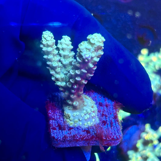 J5-C02-M12 || KFC Malaysian Millepora SPS Frag WYSIWYG