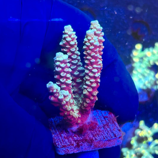 J5-C03-M12 || KFC Malaysian Millepora SPS Frag WYSIWYG