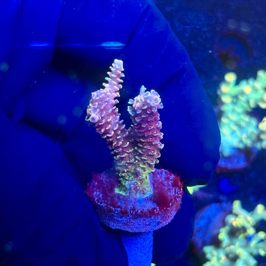 J5-C04-M12 || KFC Malaysian Millepora SPS Frag WYSIWYG